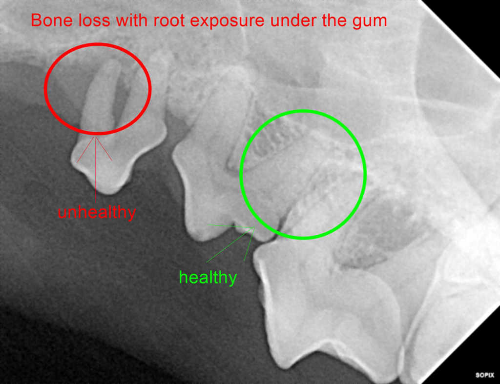 Dental xray of a dog, durring oral surgery, showing bone loss.