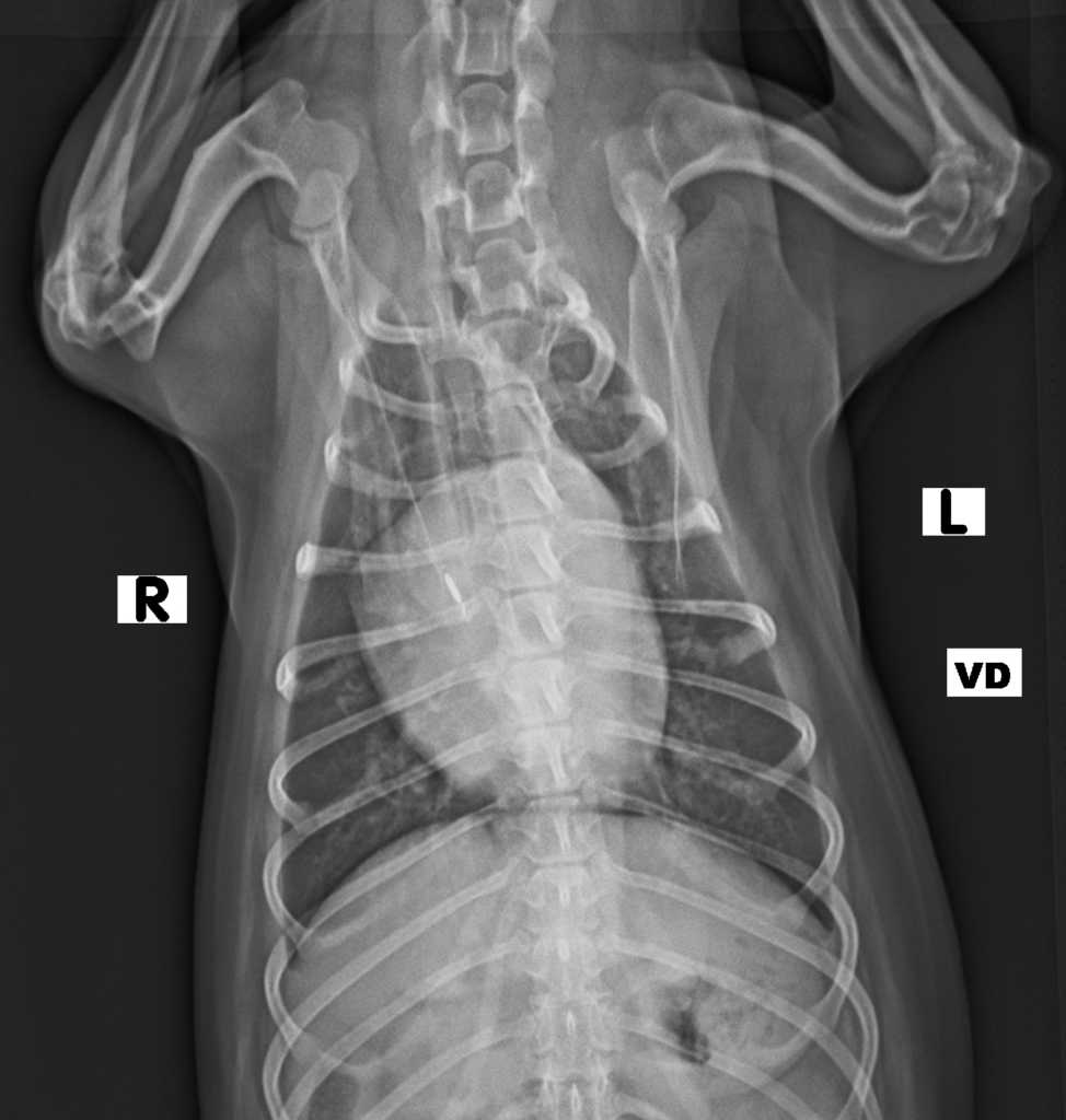 X-Ray taken in radiology of a dog's chest.