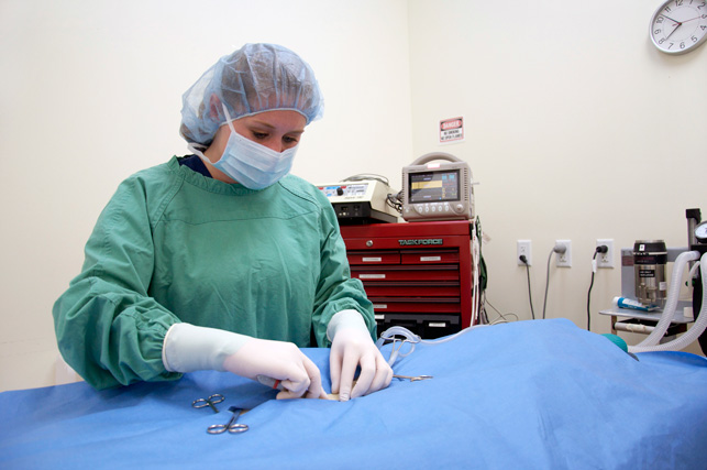 Dr. Reum performing surgery at Boca Vet Clinic.