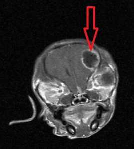 Brain MRI of a dog with Seizures