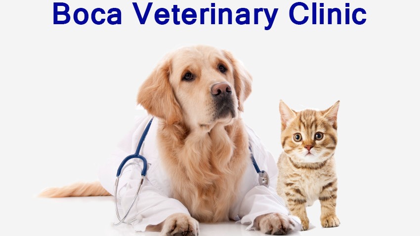 Cat and dog hot sale vet near me