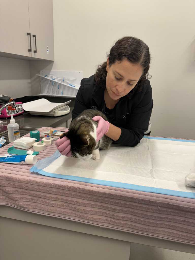 Dr. Lucia Alvarez veterinary internist treating a pet cat